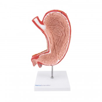 Model żołądka (25 x 13 x 6cm) HeineScientific
