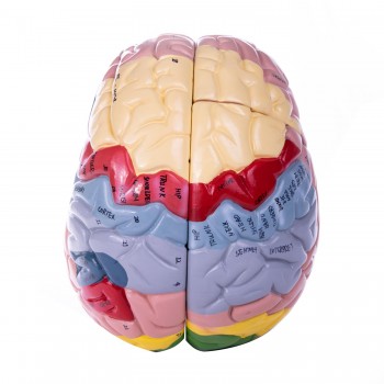 Model mózgu (22 x 18 x 18cm) HeineScientific