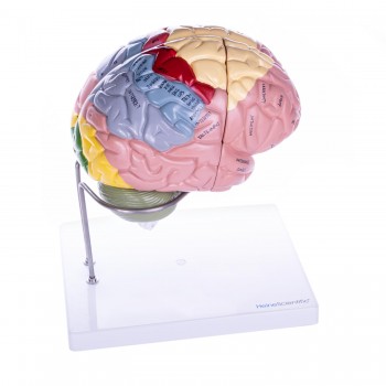Model mózgu (22 x 18 x 18cm) HeineScientific