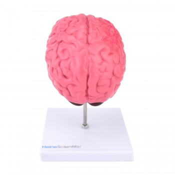 Model mózgu (18 x 10 x 9cm) HeineScientific