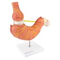 Model żołądka (26 x 20,5 x 7cm) HeineScientific