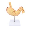 Model żołądka (23 x 19 x 2cm) HeineScientific
