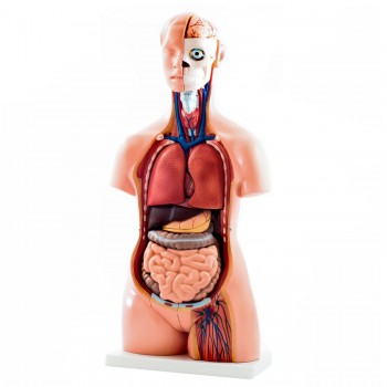 Tułów człowieka model anatomiczny HeineScientific